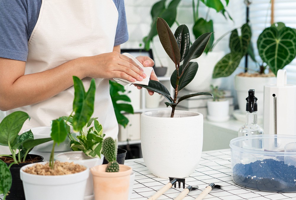 Il potere delle piante d'appartamento: come introdurre il verde nella tua casa